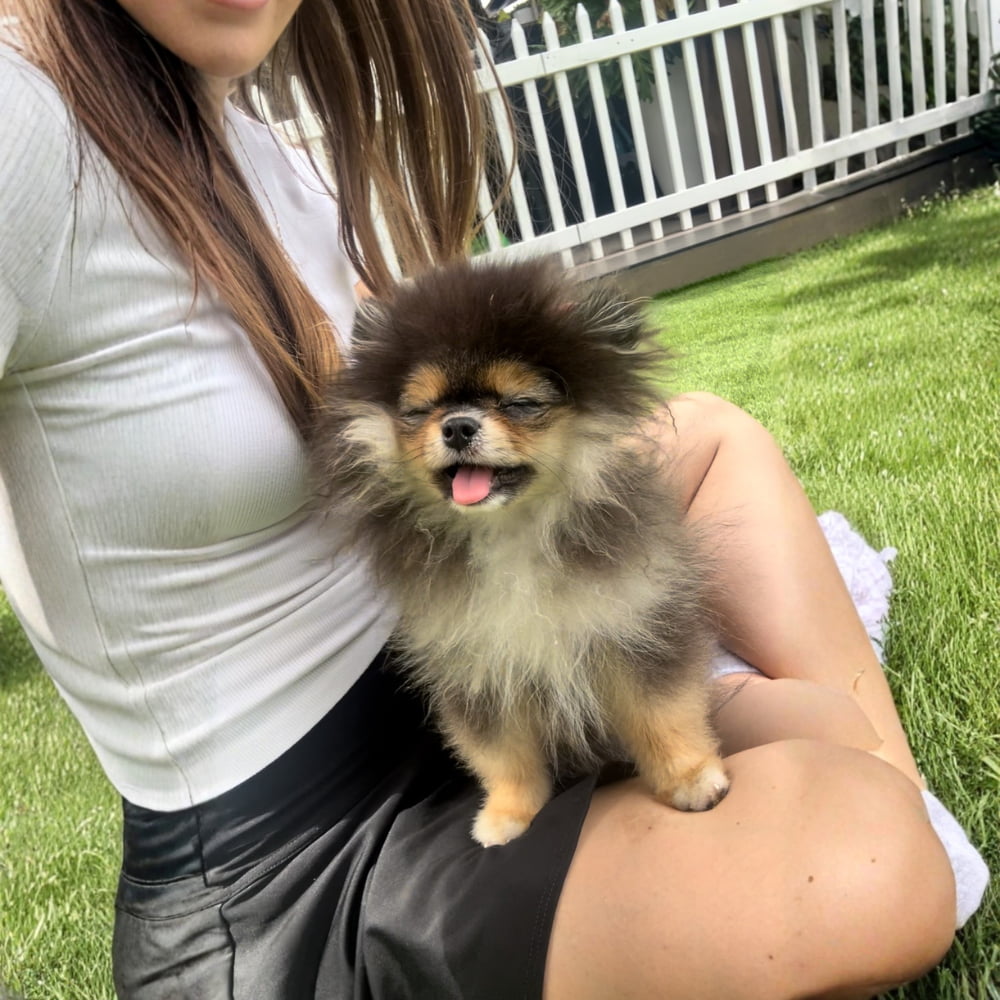 Bella - Micro Teacup Pomeranian Puppy For Sale from Platinum Pups of Miami