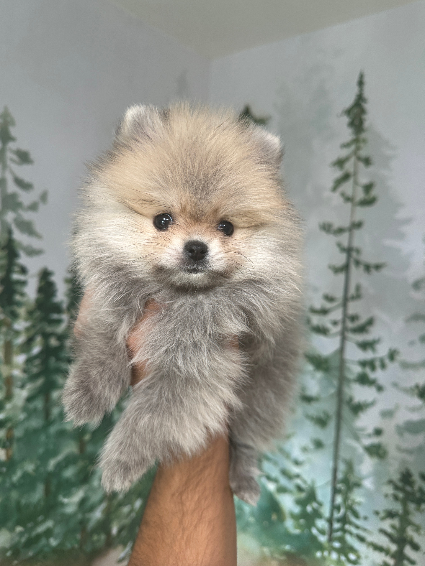 Biscuit - Micro Teacup Pomeranian Puppy For Sale from Platinum Pups of Miami