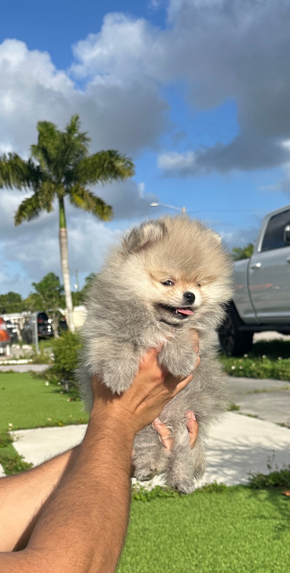 Biscuit - Micro Teacup Pomeranian - Photo 2