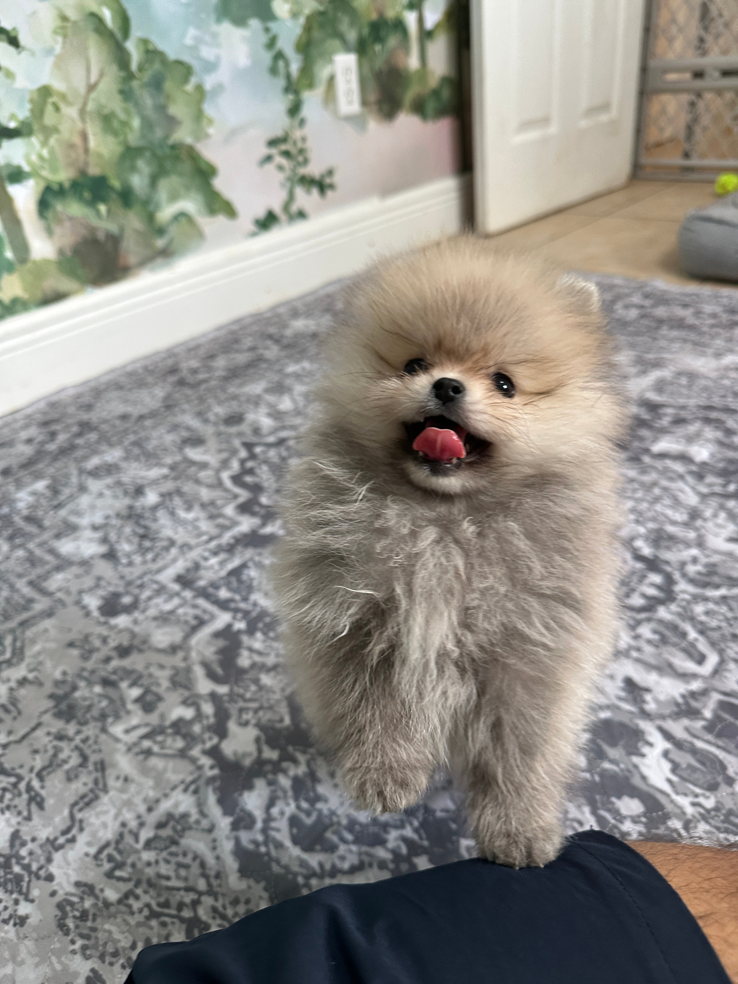 Biscuit - Micro Teacup Pomeranian - Photo 3