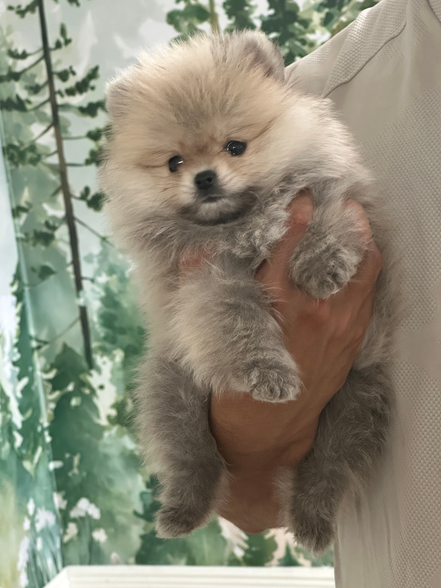 Biscuit - Micro Teacup Pomeranian - Photo 4