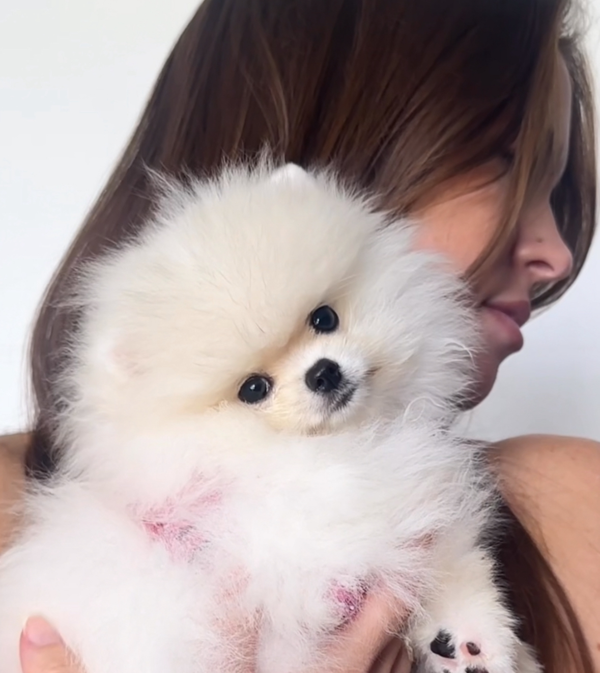 Bubbles - Micro Teacup Pomeranian Puppy For Sale from Platinum Pups of Miami