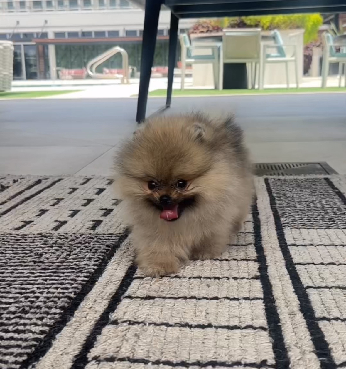 Chip - Micro Teacup Pomeranian Puppy For Sale from Platinum Pups of Miami