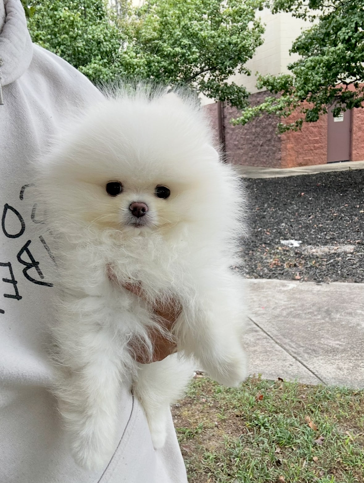 Cookie - Micro Teacup Pomeranian Puppy For Sale from Platinum Pups of Miami