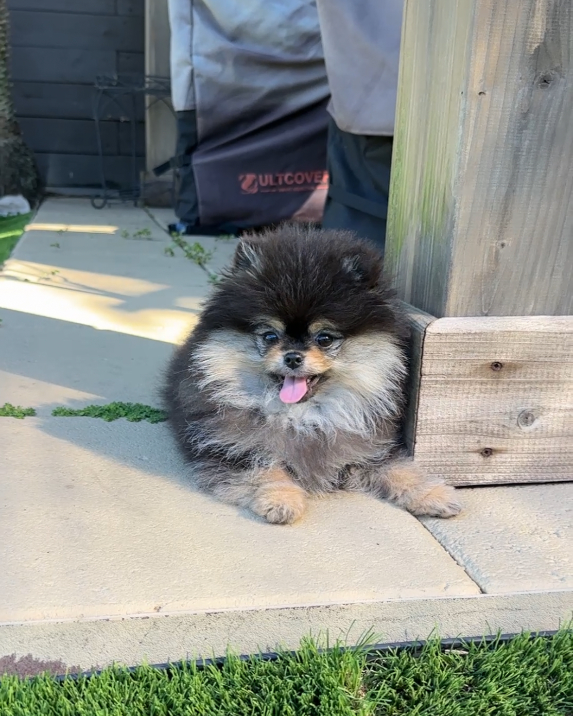 Daisy - Micro Teacup Pomeranian Puppy For Sale from Platinum Pups of Miami
