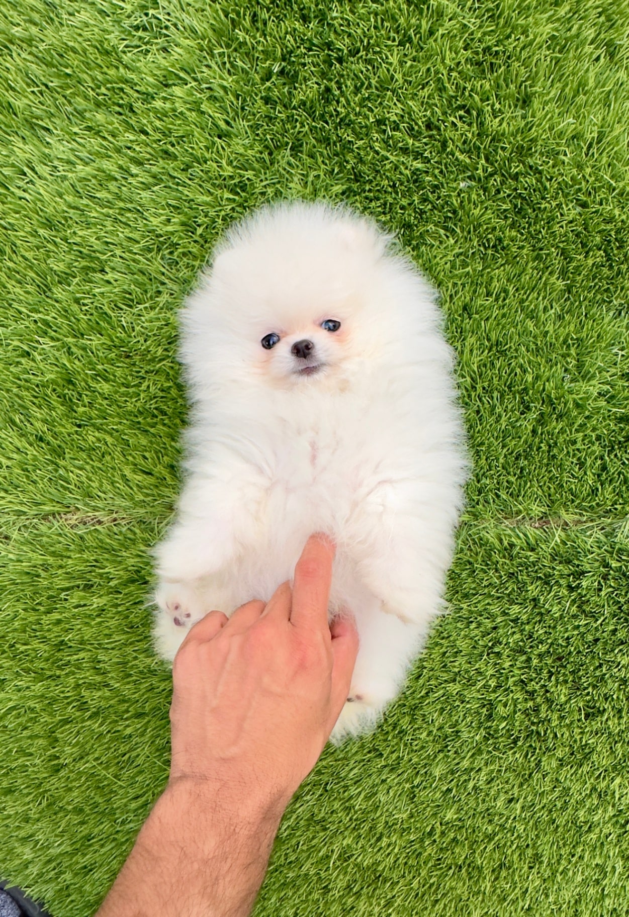 Dash - Micro Teacup Pomeranian Puppy For Sale from Platinum Pups of Miami