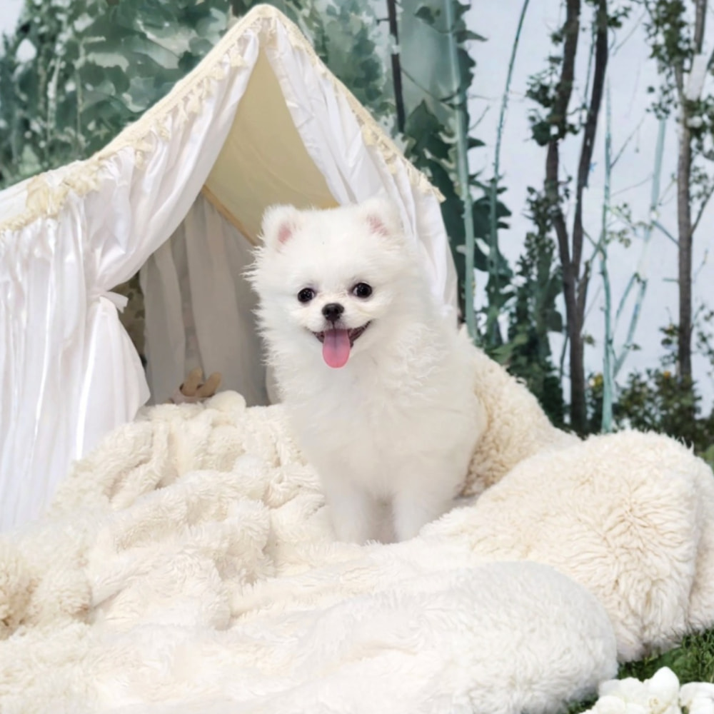 Best korean teacup pomeranian New Arrivals Female Choco merle Pomeranian  Maya Signature Teacup Pups, image size:1000x1000