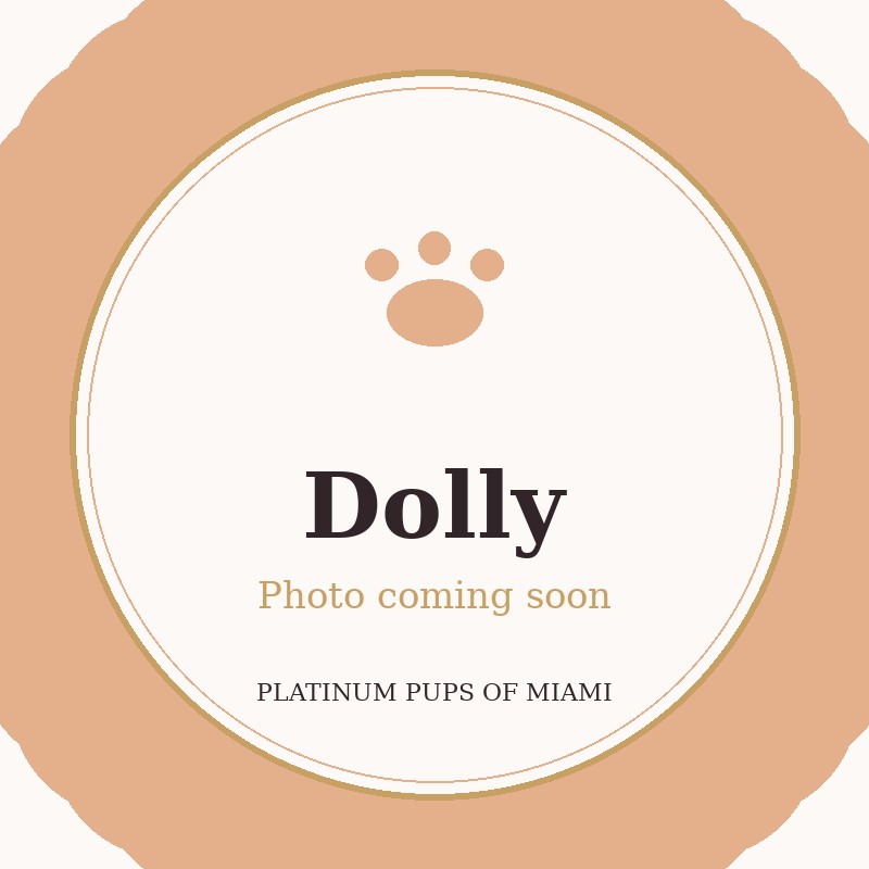 Dolly - Micro Teacup Pomeranian