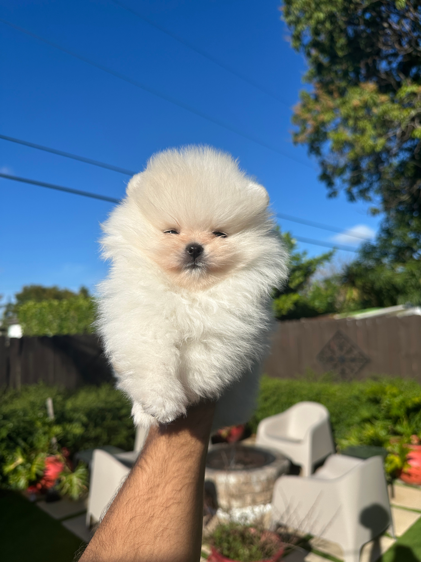 Jelly - Micro Teacup Pomeranian Puppy For Sale from Platinum Pups of Miami