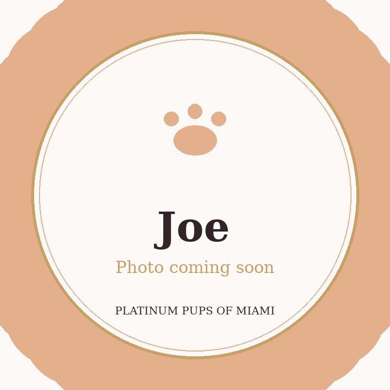 Joe - Micro Teacup Pomeranian