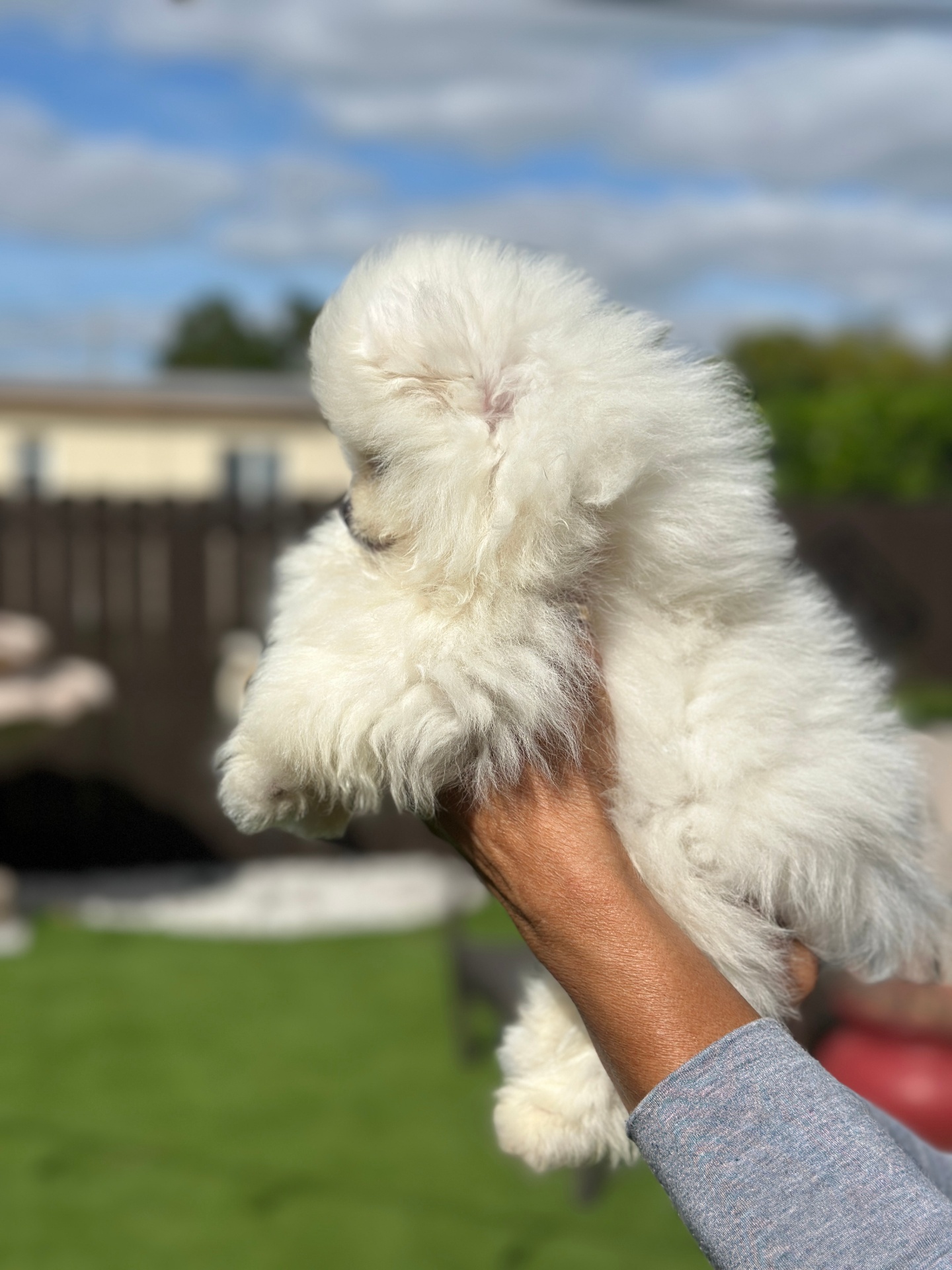 Teddy - Micro Teacup Pomeranian - Photo 2