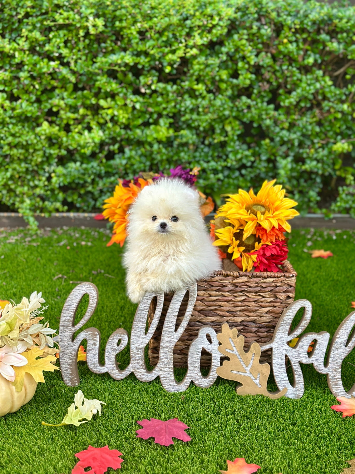 Teddy - Micro Teacup Pomeranian Puppy For Sale from Platinum Pups of Miami