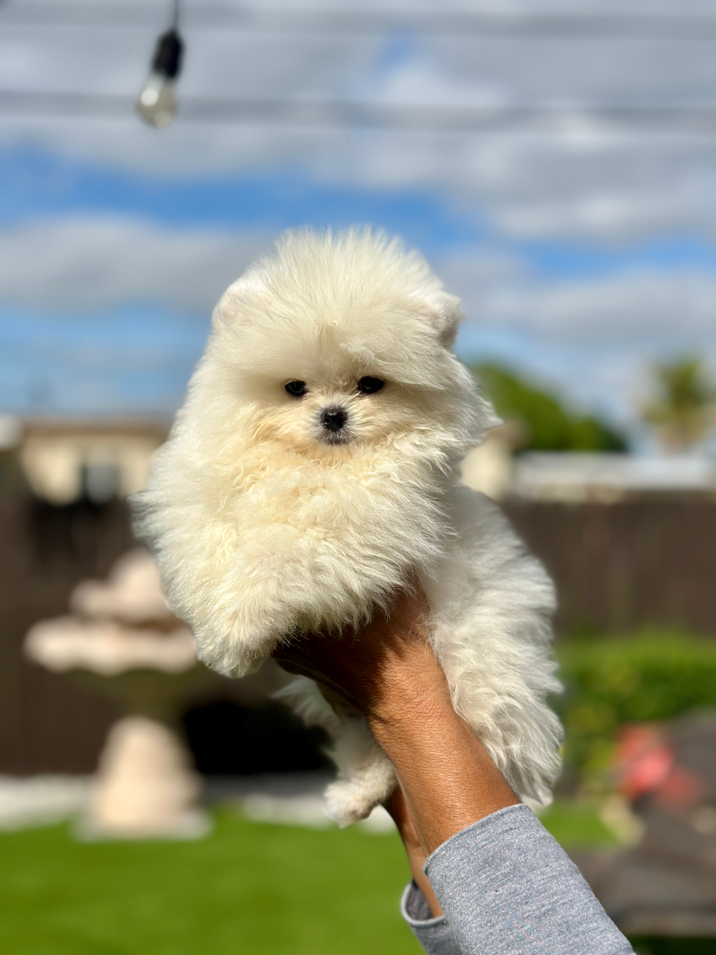 Teddy - Micro Teacup Pomeranian - Photo 3