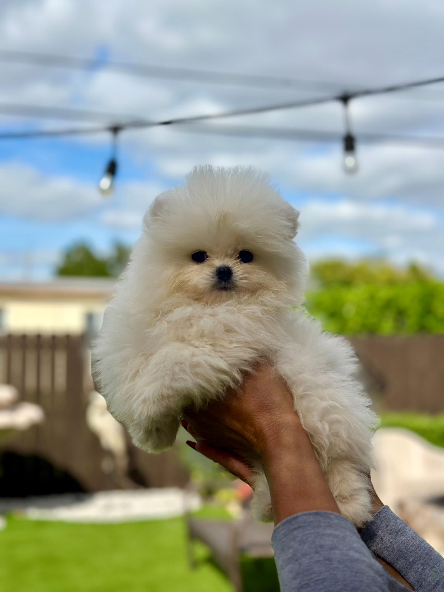 Teddy - Micro Teacup Pomeranian - Photo 4