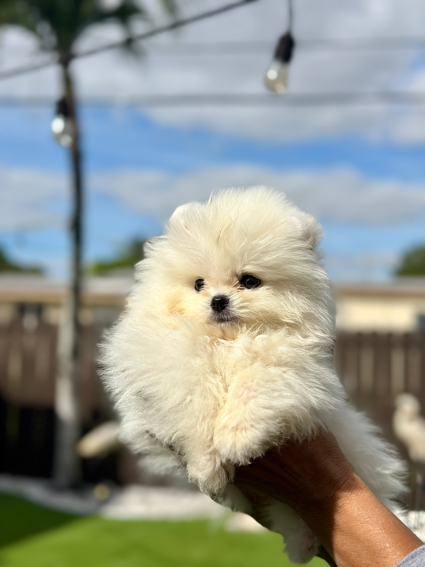 Teddy - Micro Teacup Pomeranian - Photo 5