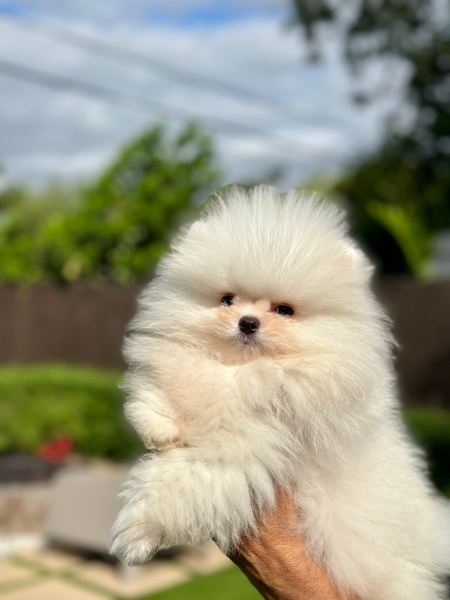 Kevin - Micro Teacup Pomeranian Puppy For Sale from Platinum Pups of Miami