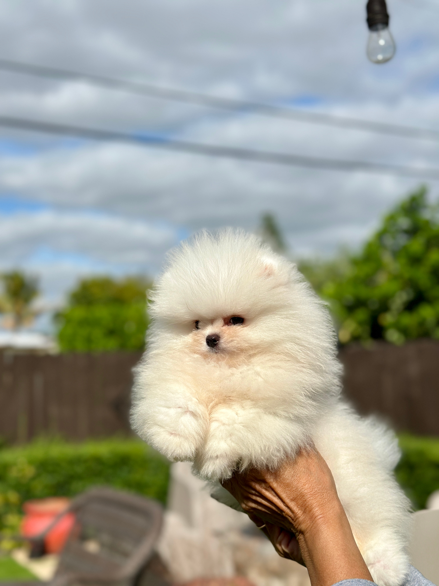 Kevin - Micro Teacup Pomeranian - Photo 2