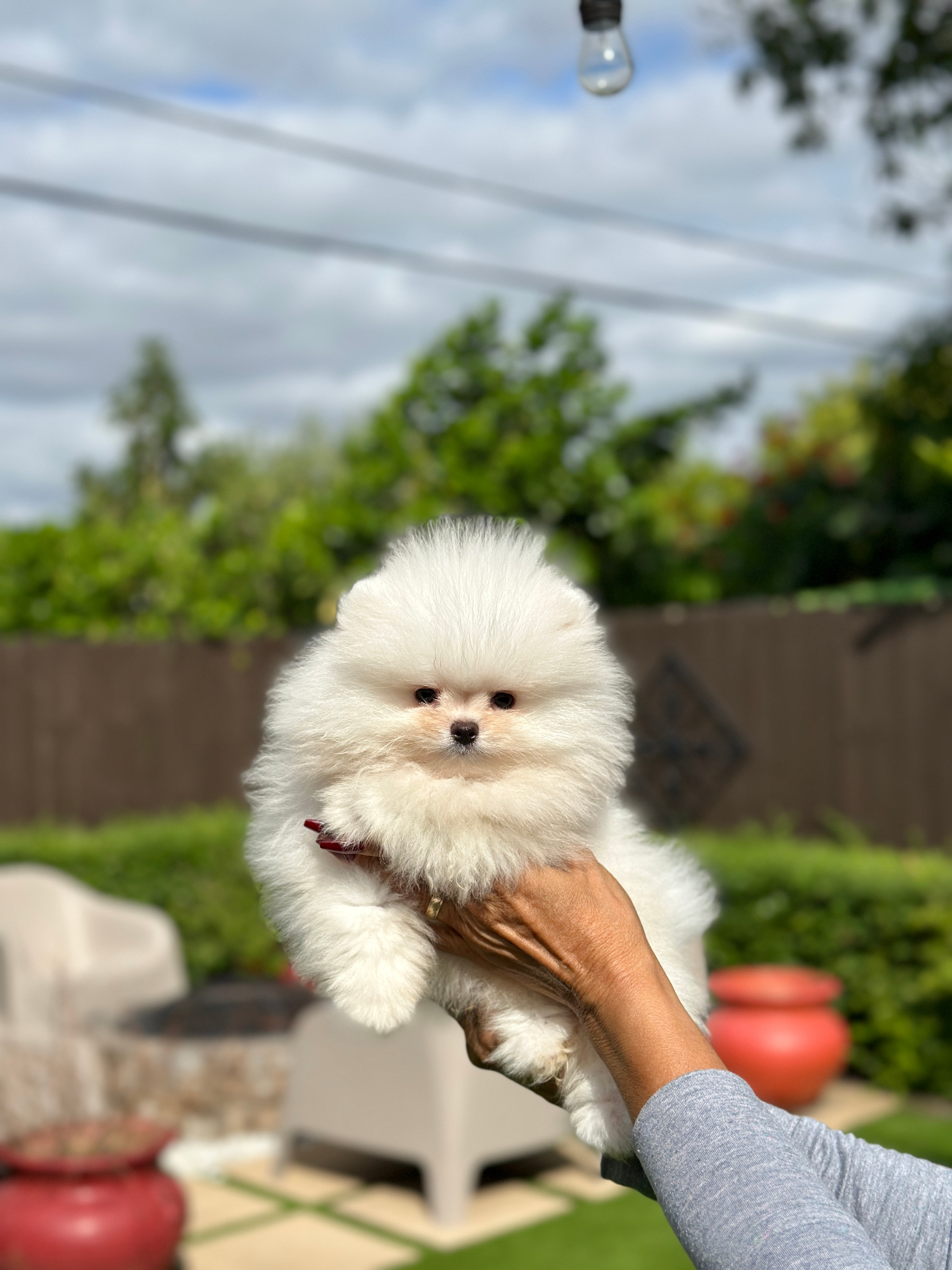 Kevin - Micro Teacup Pomeranian - Photo 3