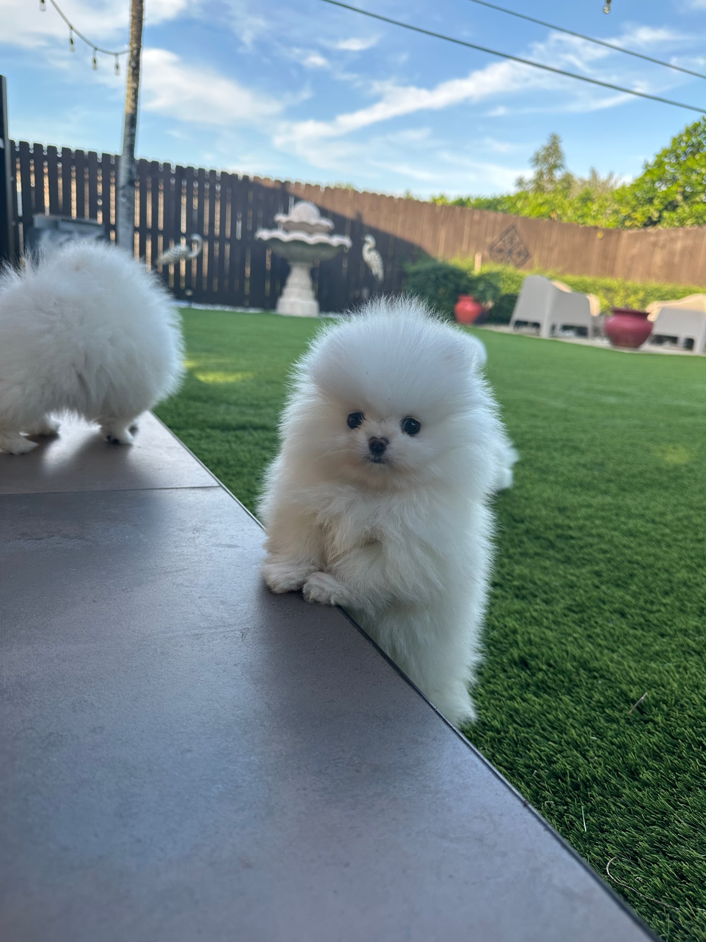 Kiko - Micro Teacup Pomeranian Puppy For Sale from Platinum Pups of Miami