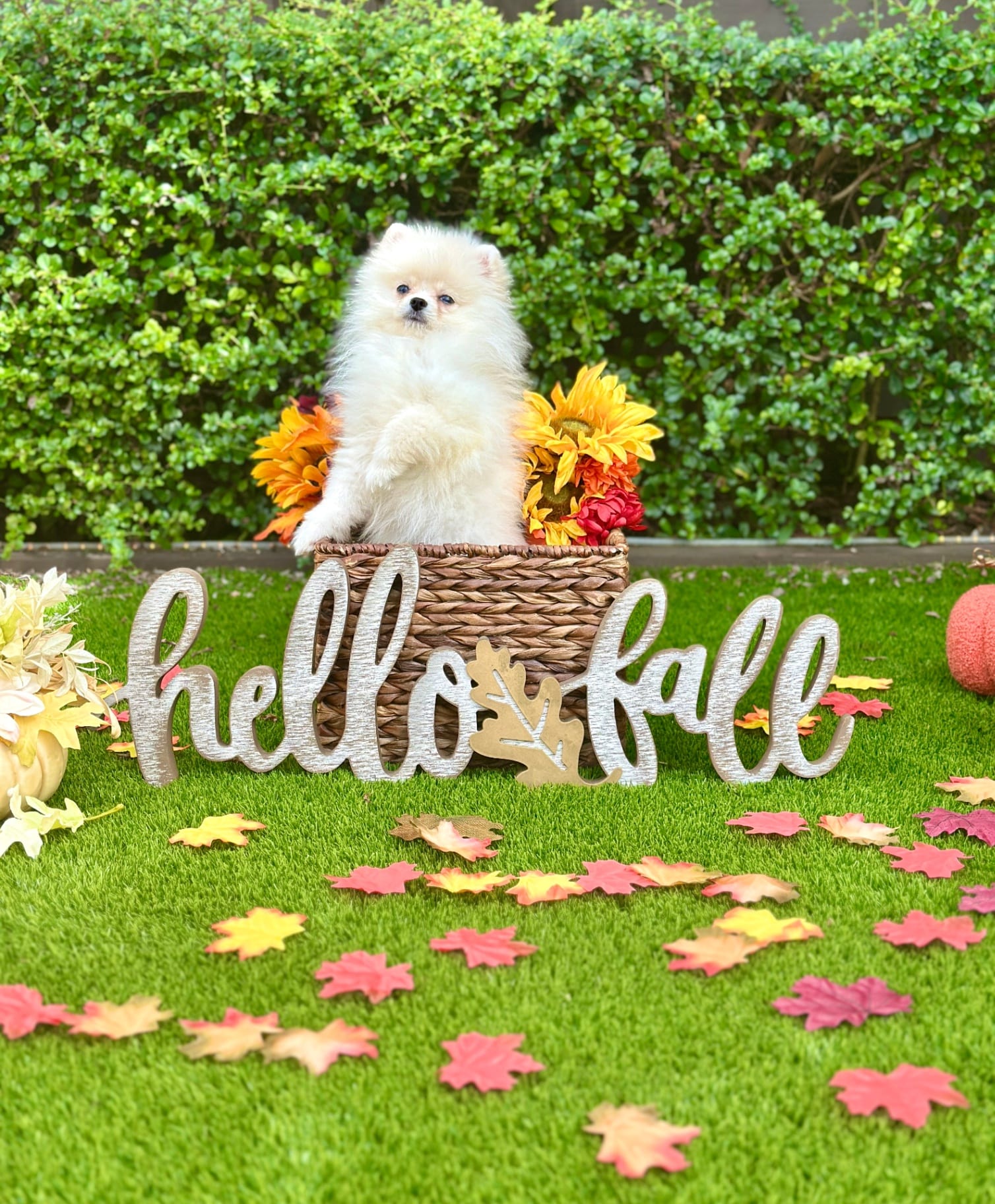Kira - Micro Teacup Pomeranian Puppy For Sale from Platinum Pups of Miami