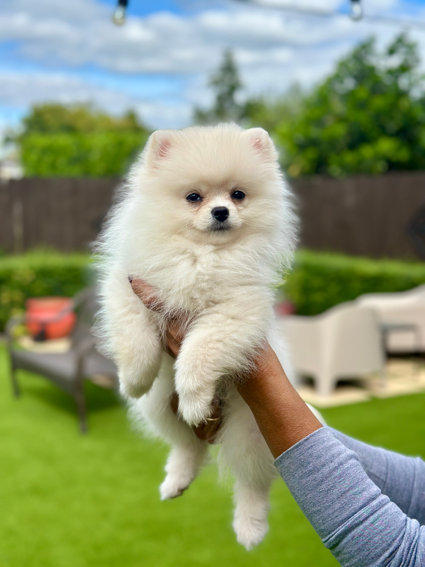 Kira - Micro Teacup Pomeranian - Photo 2
