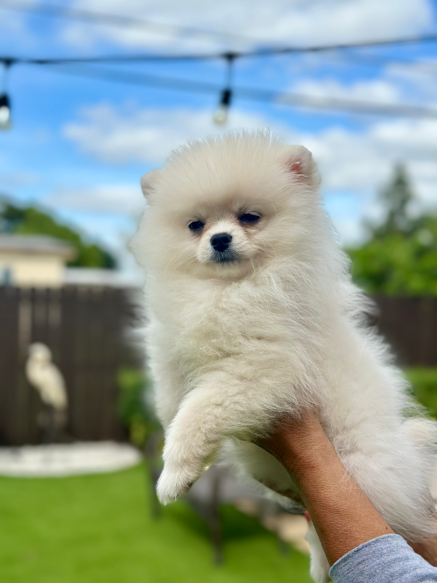 Kira - Micro Teacup Pomeranian - Photo 3