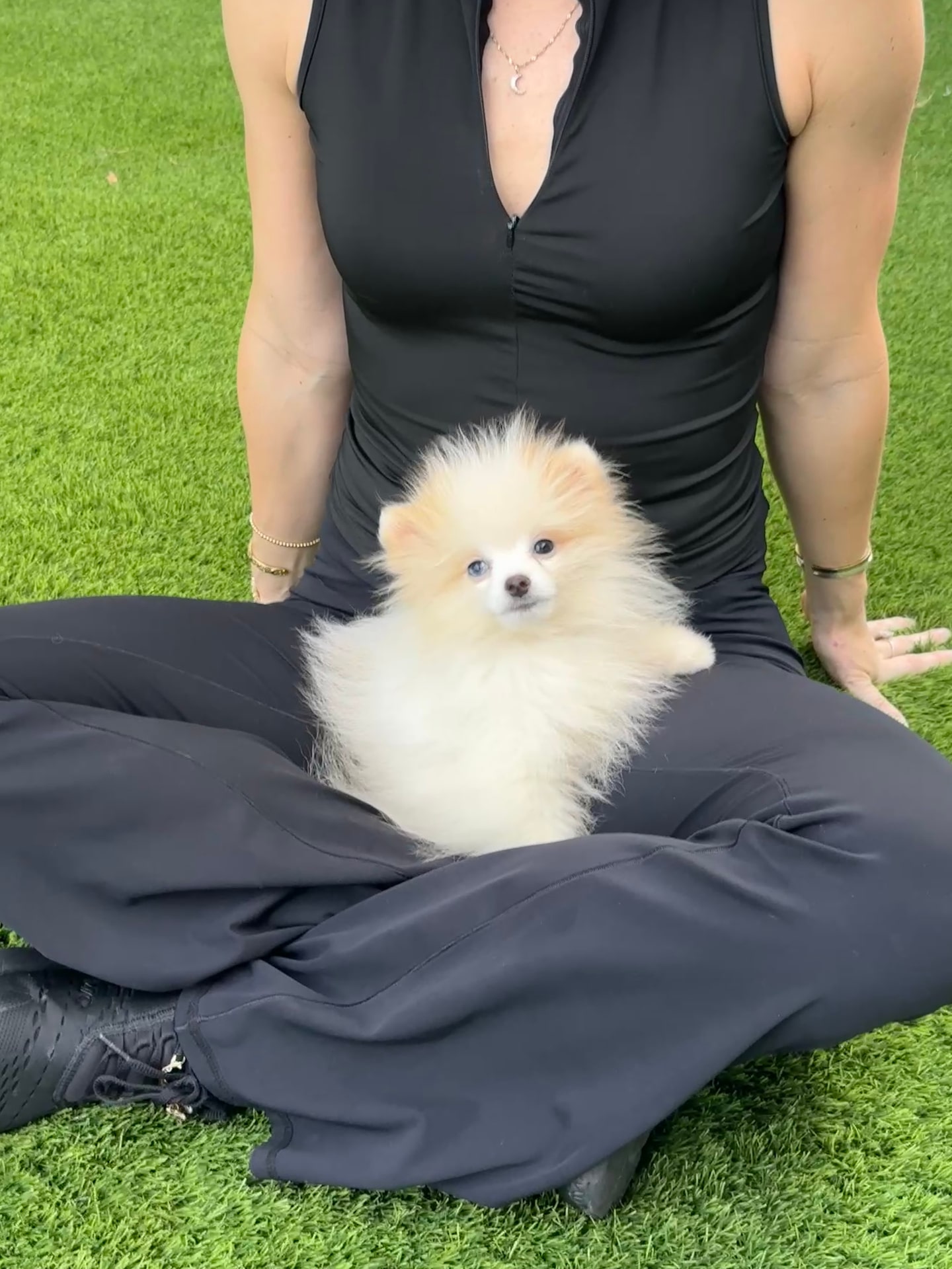 Lassie - Micro Teacup Pomeranian Puppy For Sale from Platinum Pups of Miami
