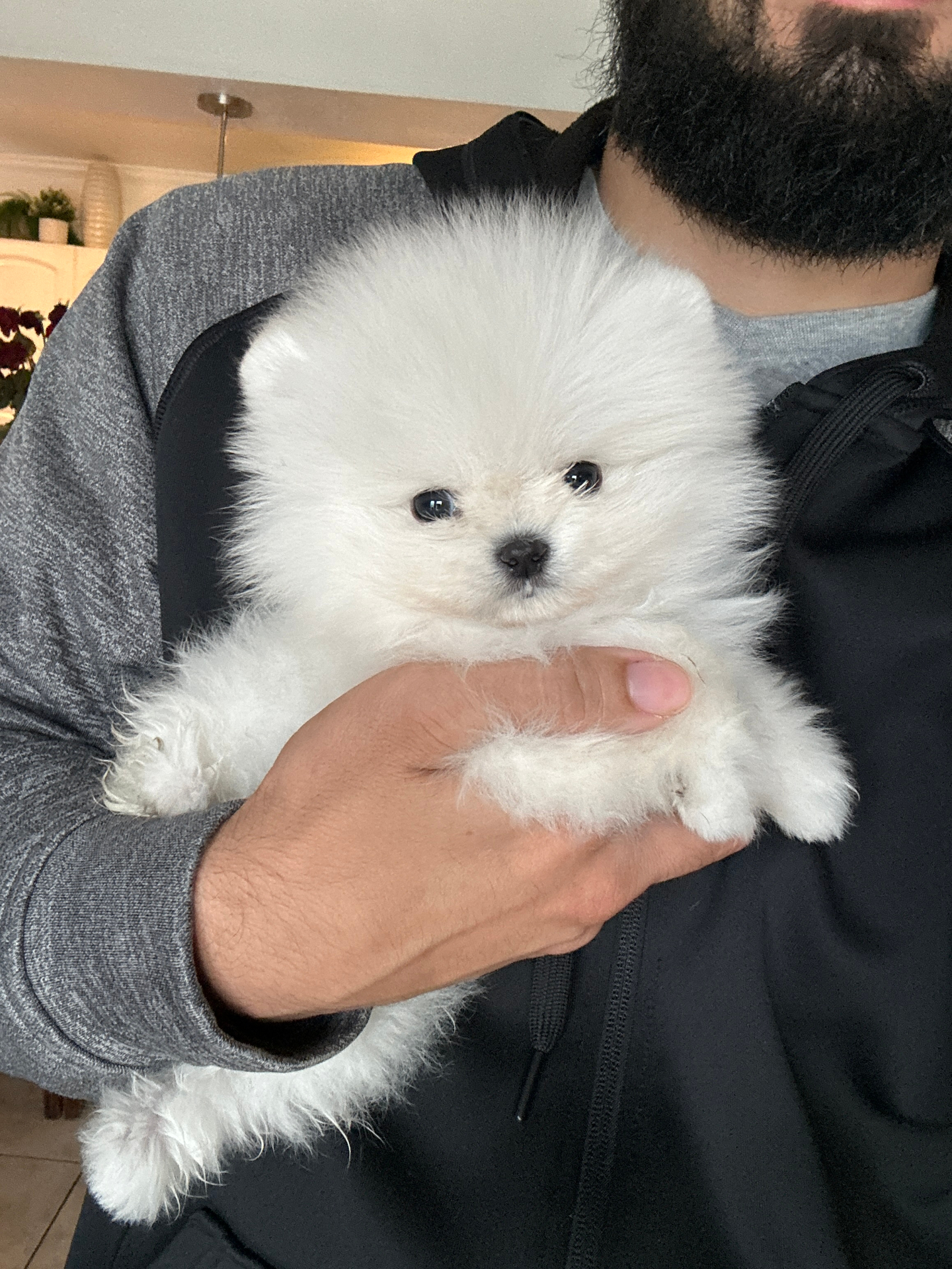 Leo - Micro Teacup Pomeranian Puppy For Sale from Platinum Pups of Miami