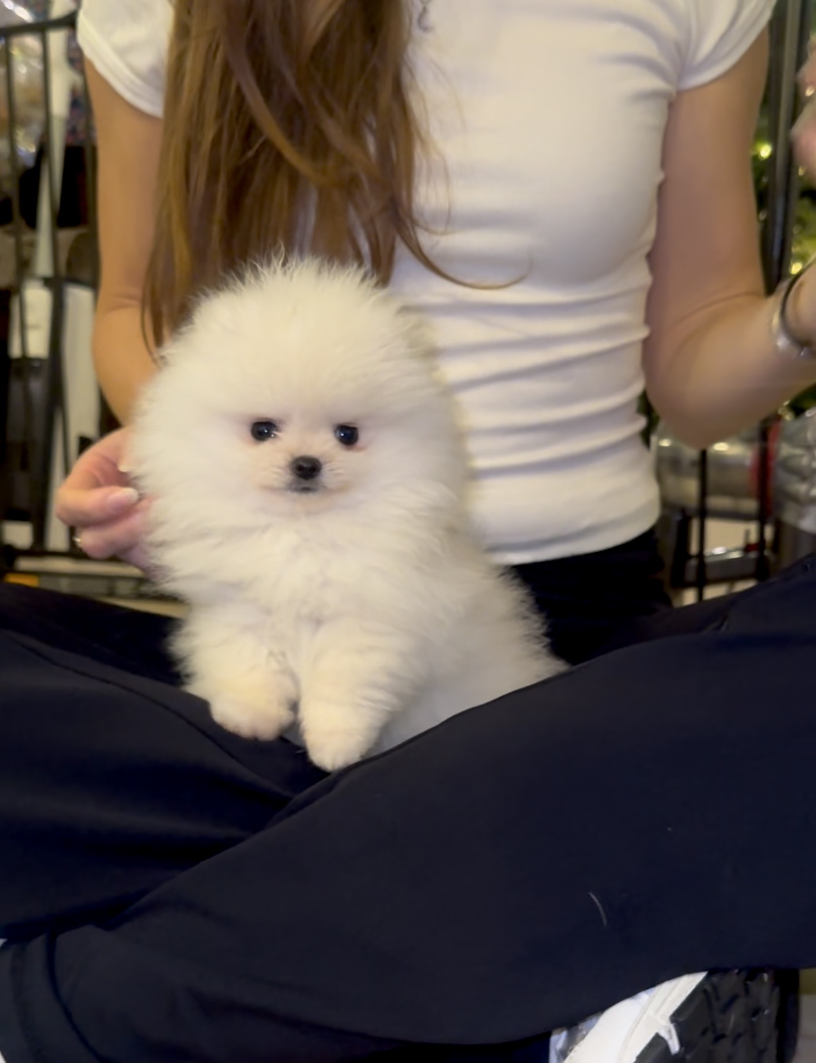 Lilly - Micro Teacup Pomeranian Puppy For Sale from Platinum Pups of Miami