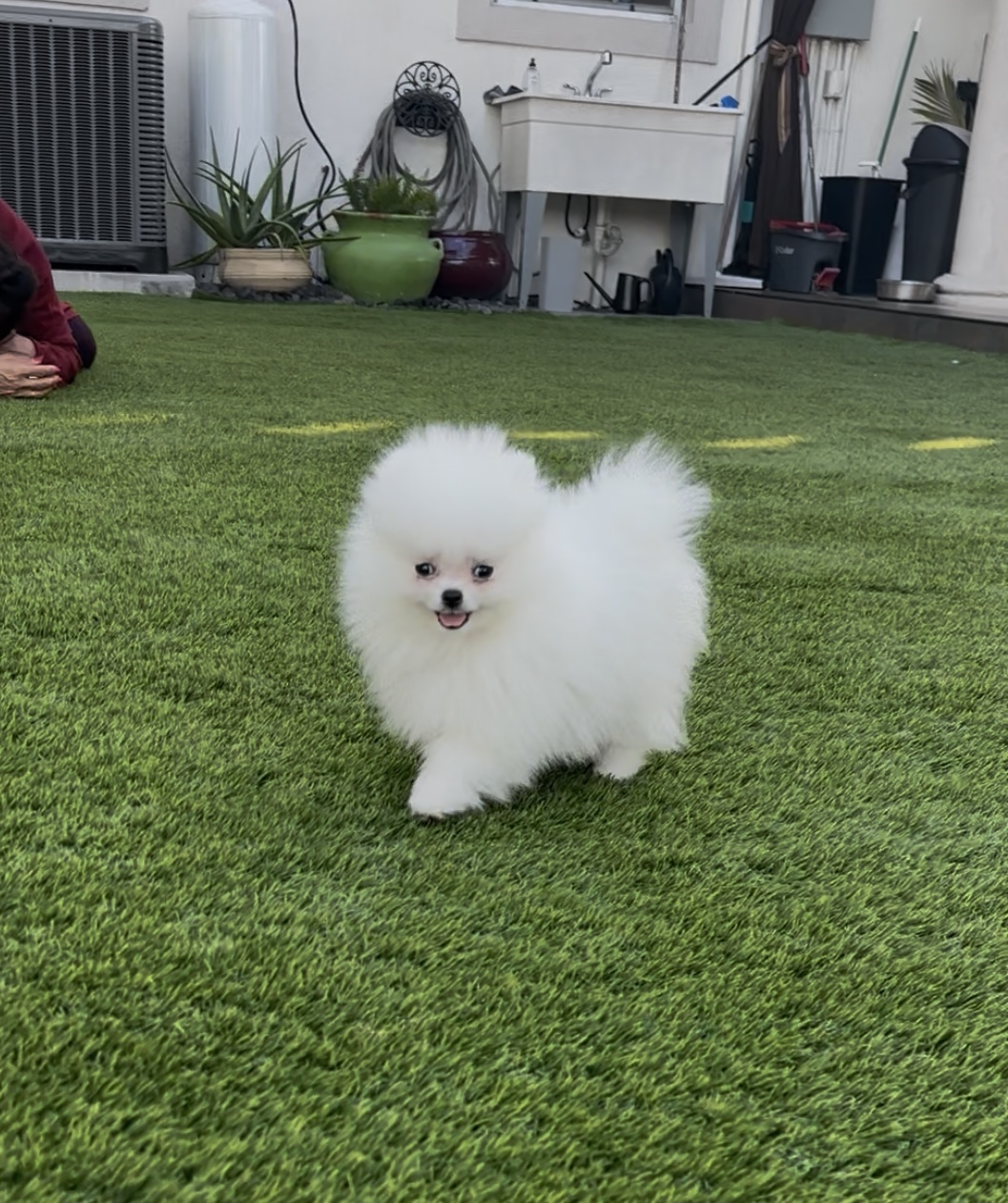 Lola - Teacup Pomeranian