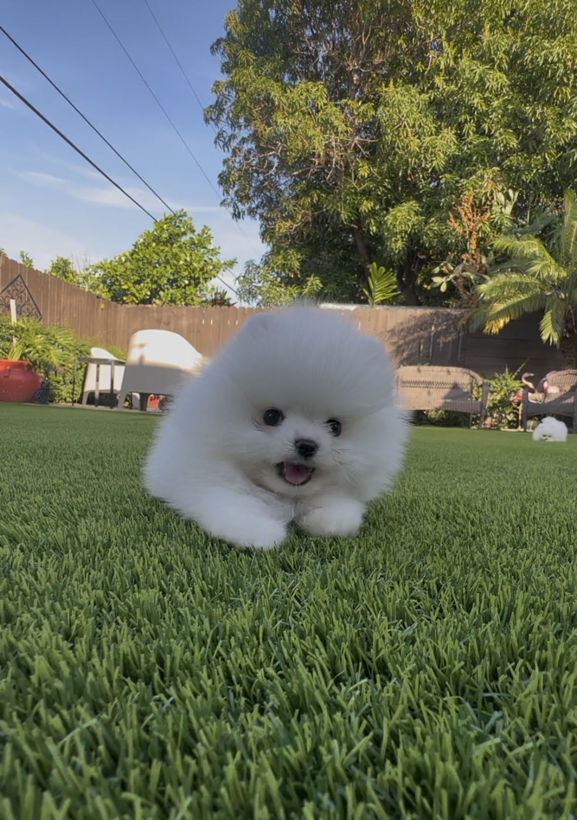 Max - Micro Teacup Pomeranian Puppy For Sale from Platinum Pups of Miami