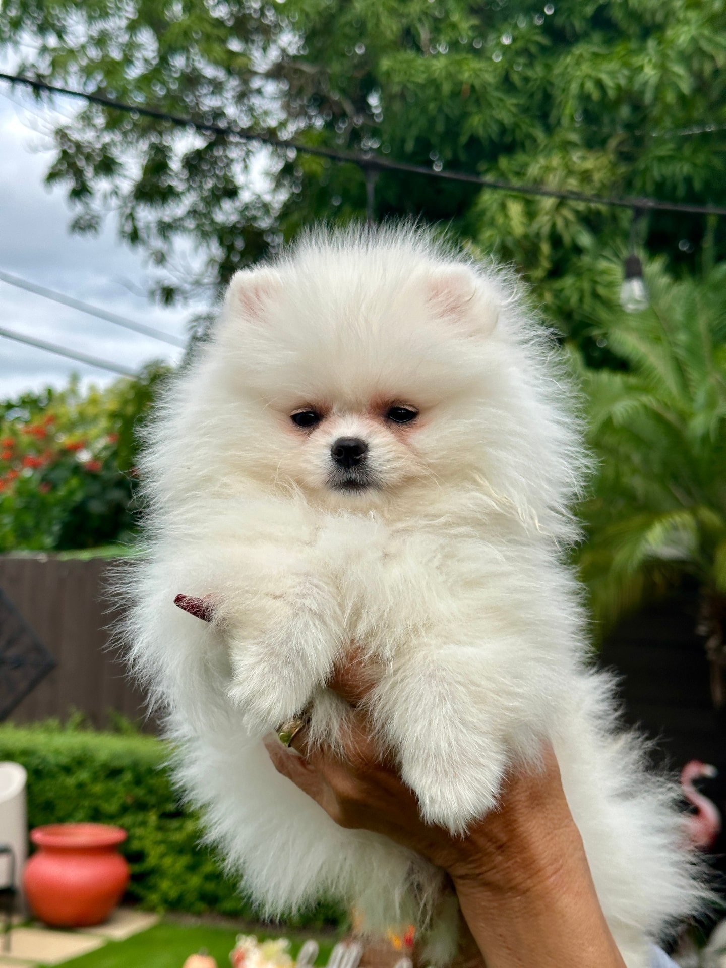 Mia - Micro Teacup Pomeranian Puppy For Sale from Platinum Pups of Miami
