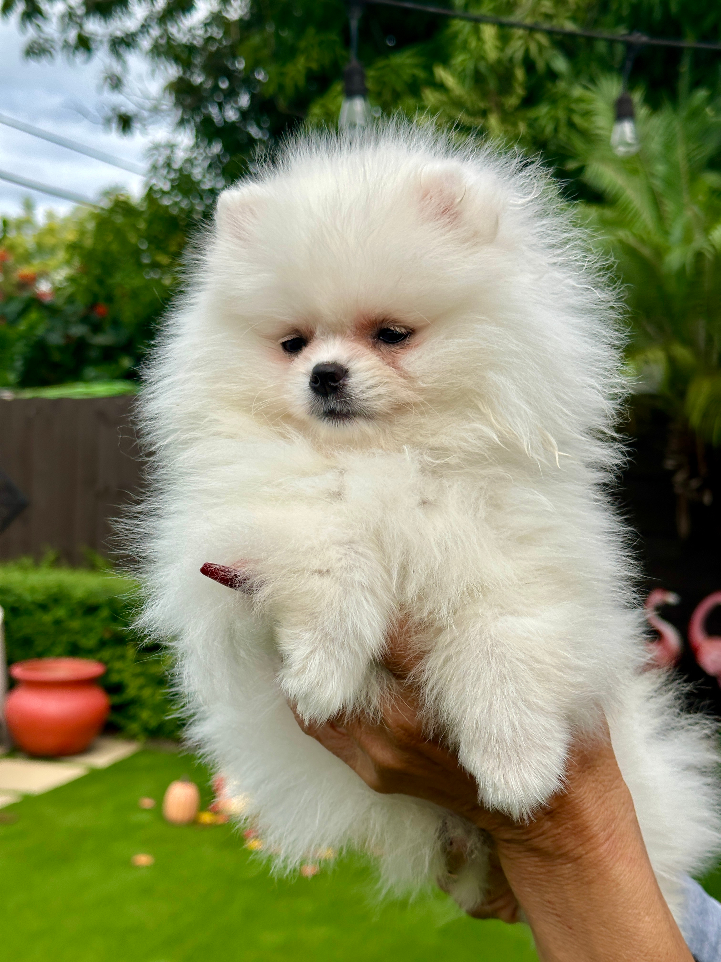 Mia - Micro Teacup Pomeranian - Photo 2