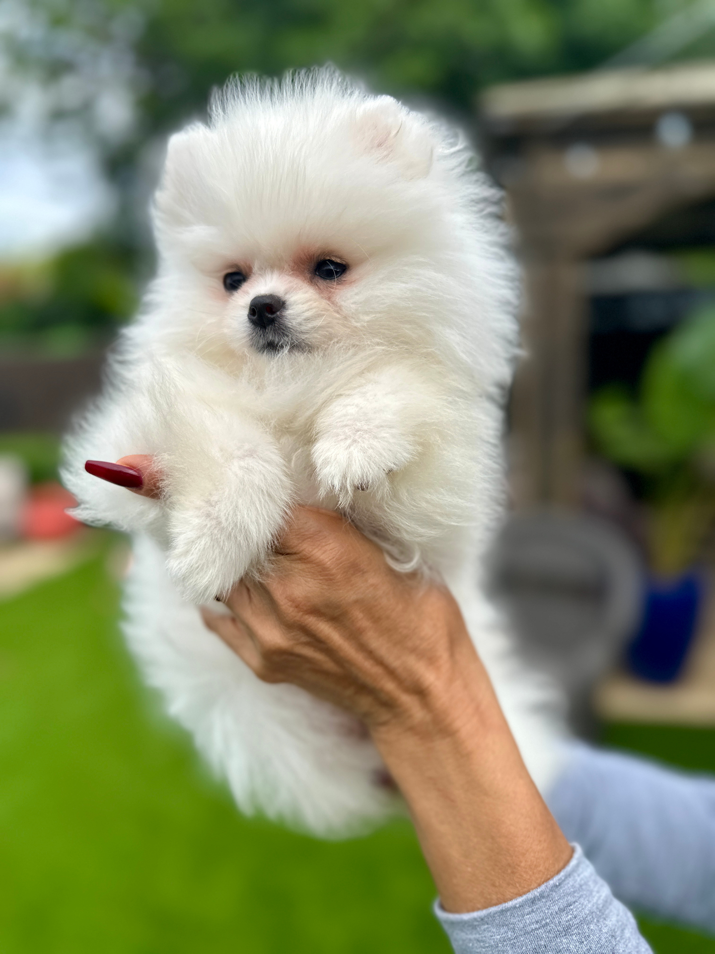Mia - Micro Teacup Pomeranian - Photo 3