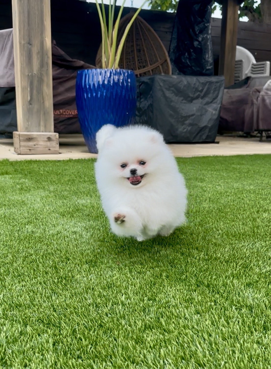 Mia - Micro Teacup Pomeranian - Photo 4
