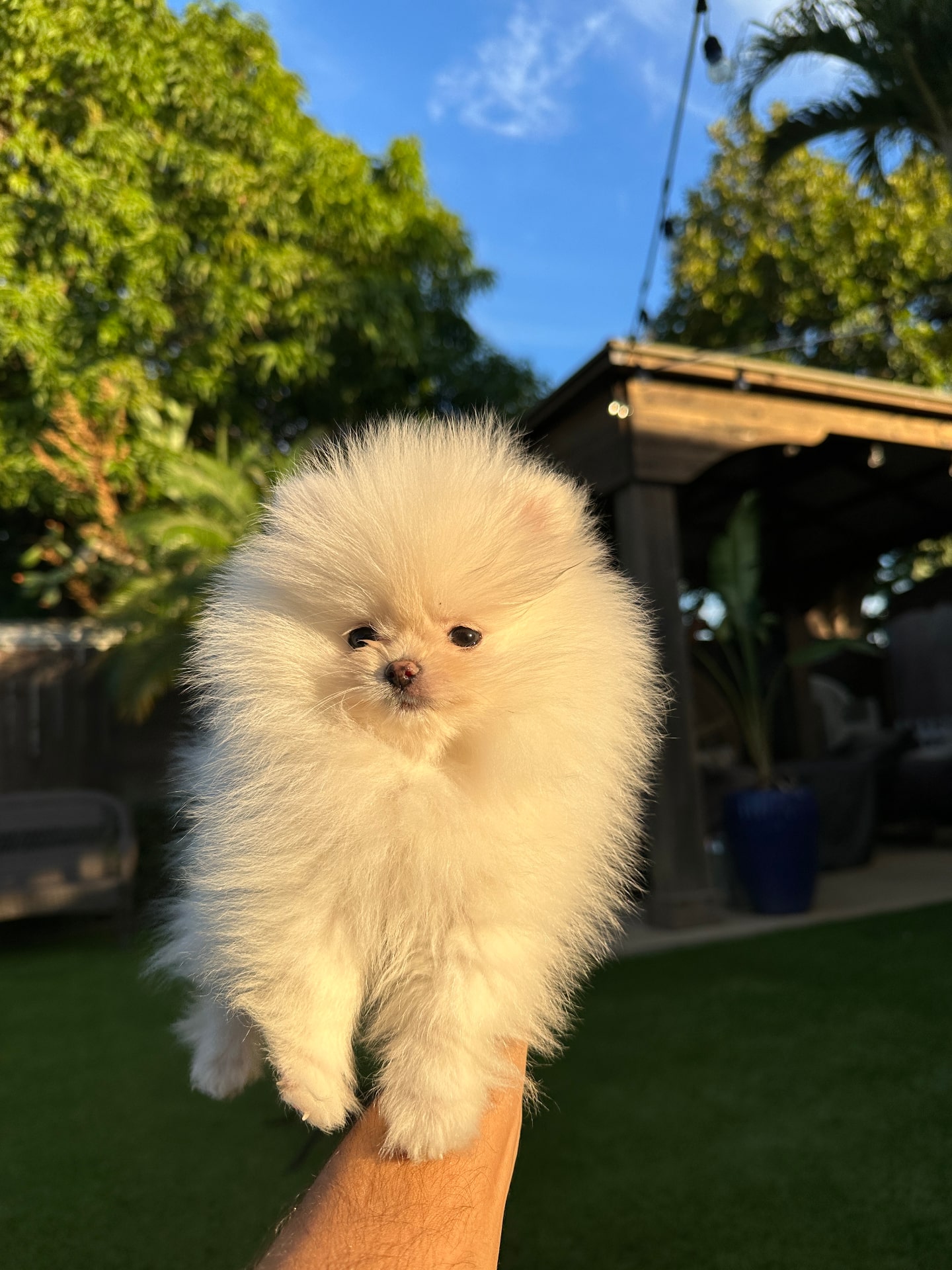 Minnie - Micro Teacup Pomeranian Puppy For Sale from Platinum Pups of Miami