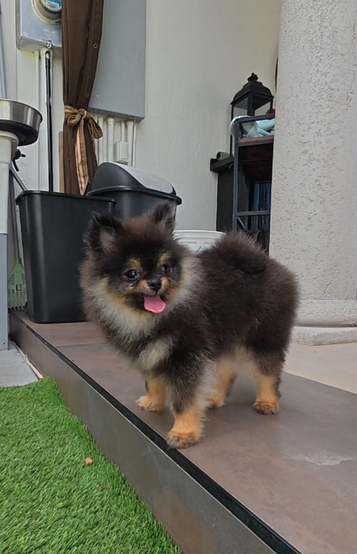 Mocha - Micro Teacup Pomeranian Puppy For Sale from Platinum Pups of Miami