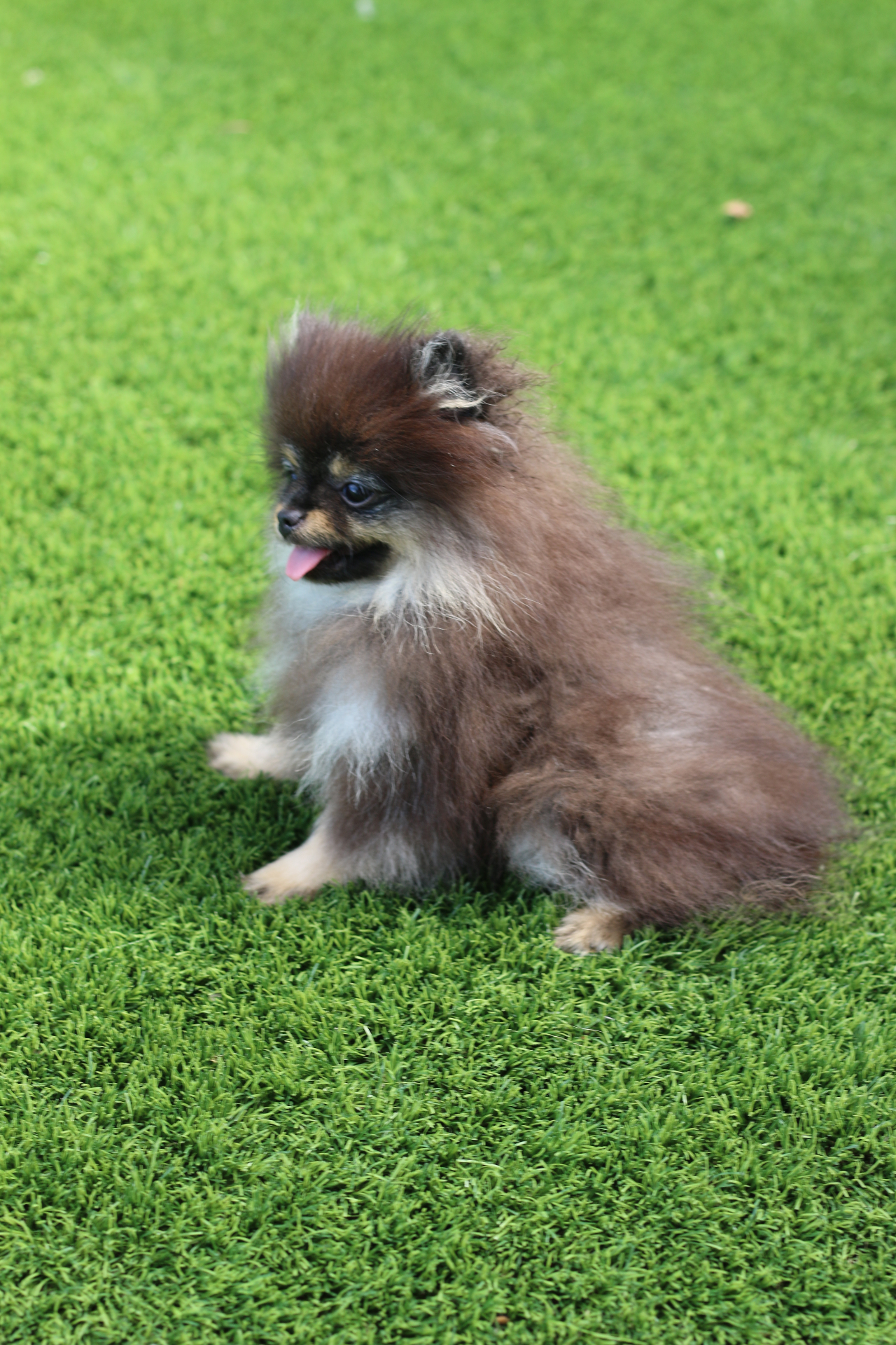 Mocha - Photo 2
