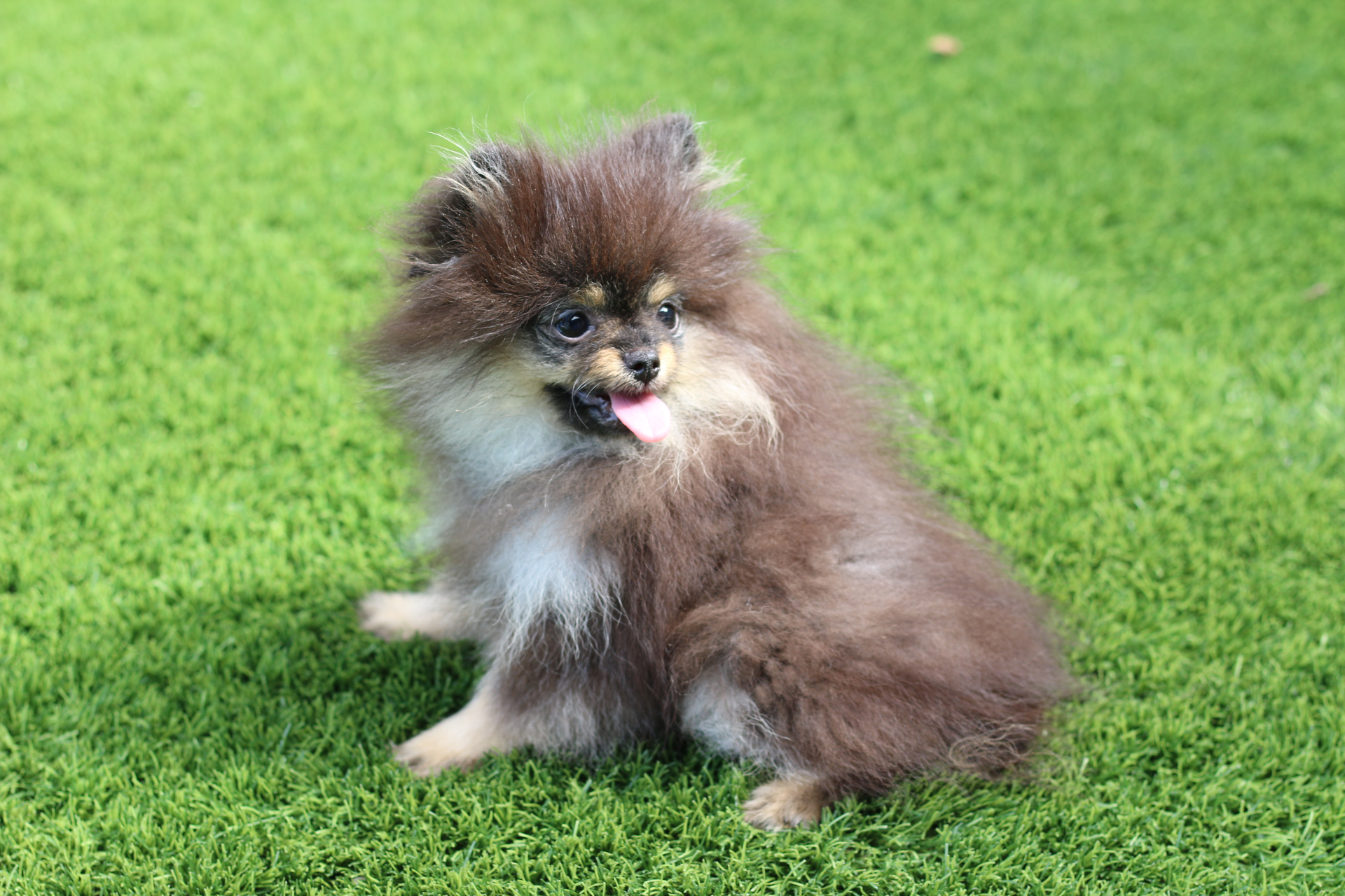Mocha - Photo 3