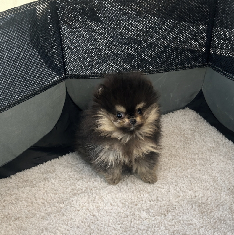 Oreo - Micro Teacup Pomeranian Puppy For Sale from Platinum Pups of Miami