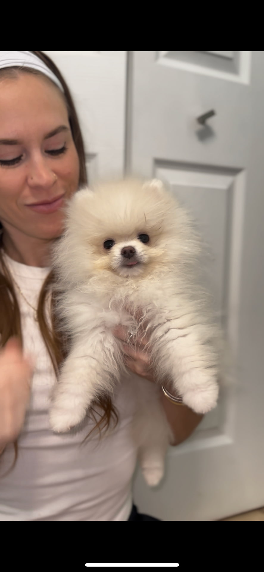 Pearl - Micro Teacup Pomeranian Puppy For Sale from Platinum Pups of Miami