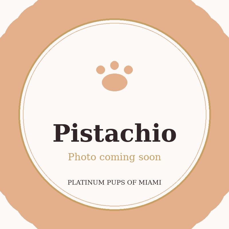 Pistachio - Micro Teacup Pomeranian