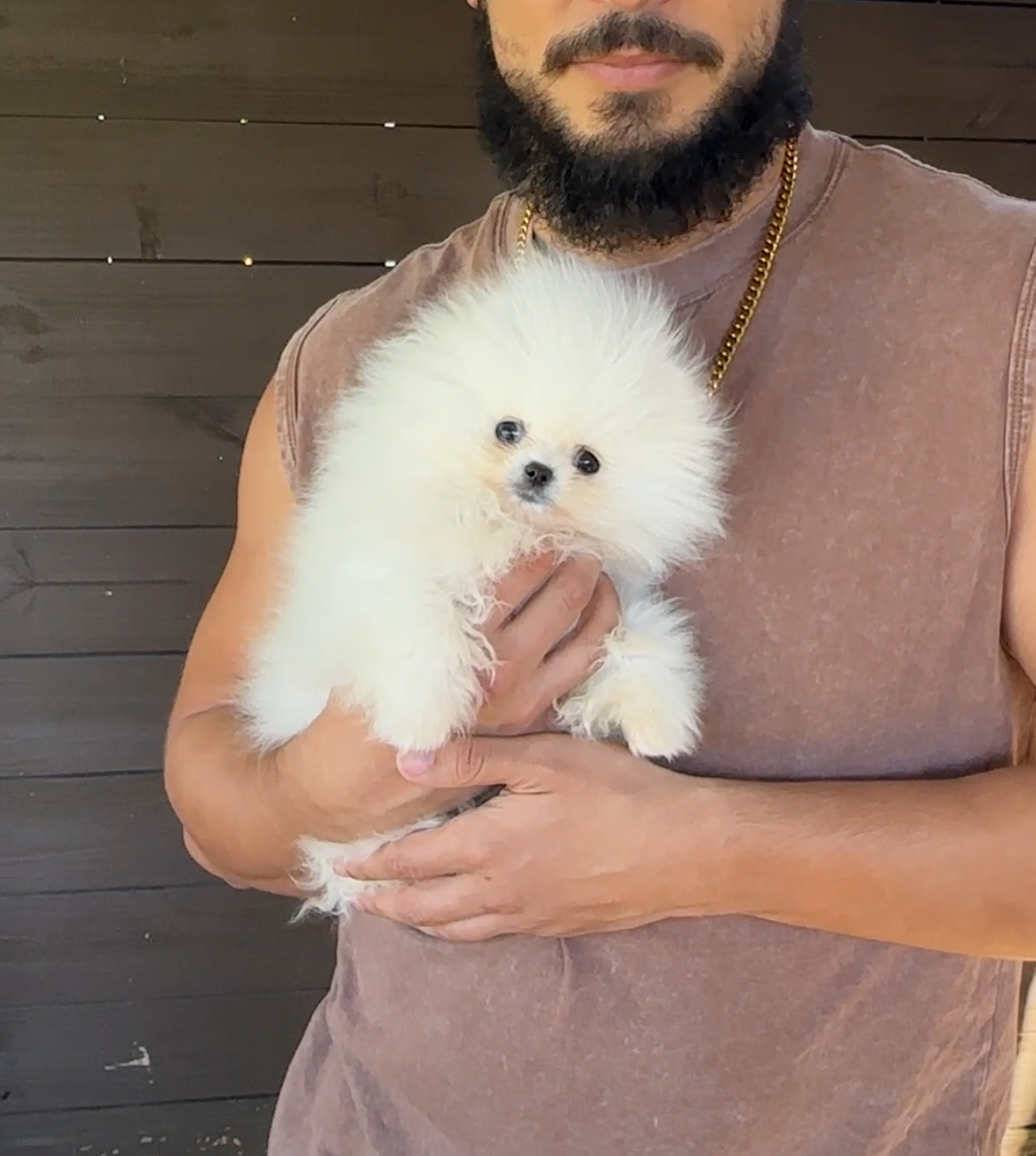 Pixie - Micro Teacup Pomeranian Puppy For Sale from Platinum Pups of Miami