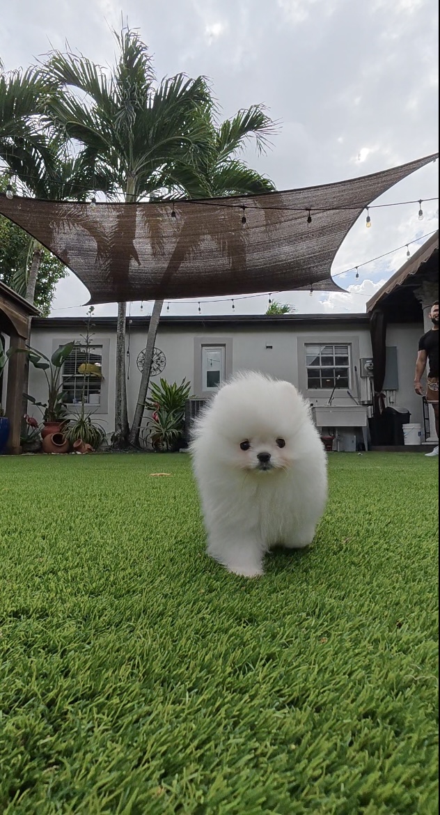 Snowball - Micro Teacup Pomeranian Puppy For Sale from Platinum Pups of Miami