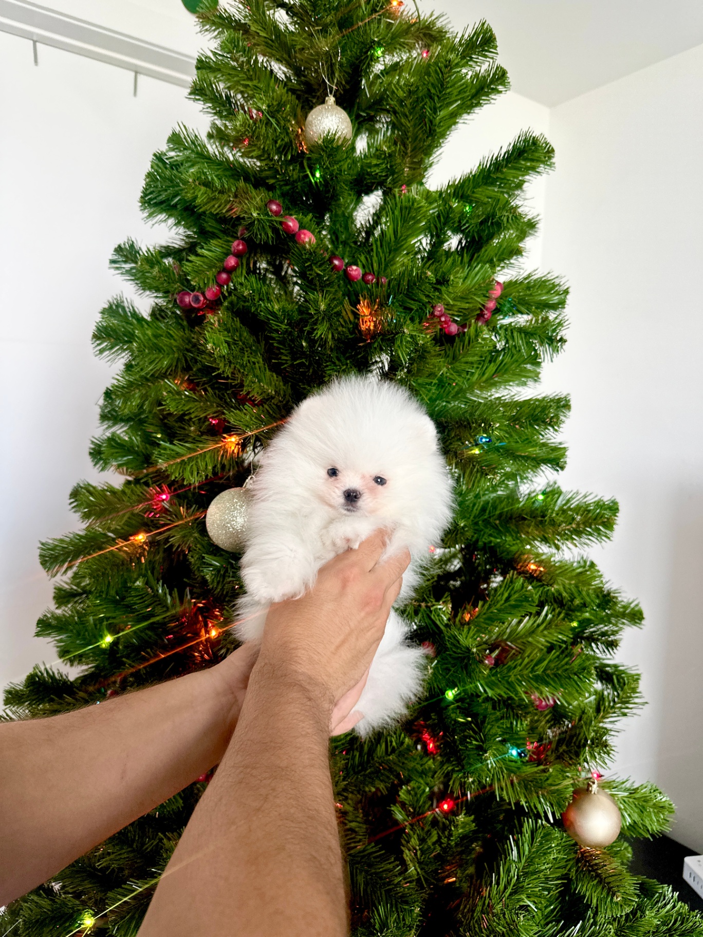 Snowflake - Micro Teacup Pomeranian Puppy For Sale from Platinum Pups of Miami