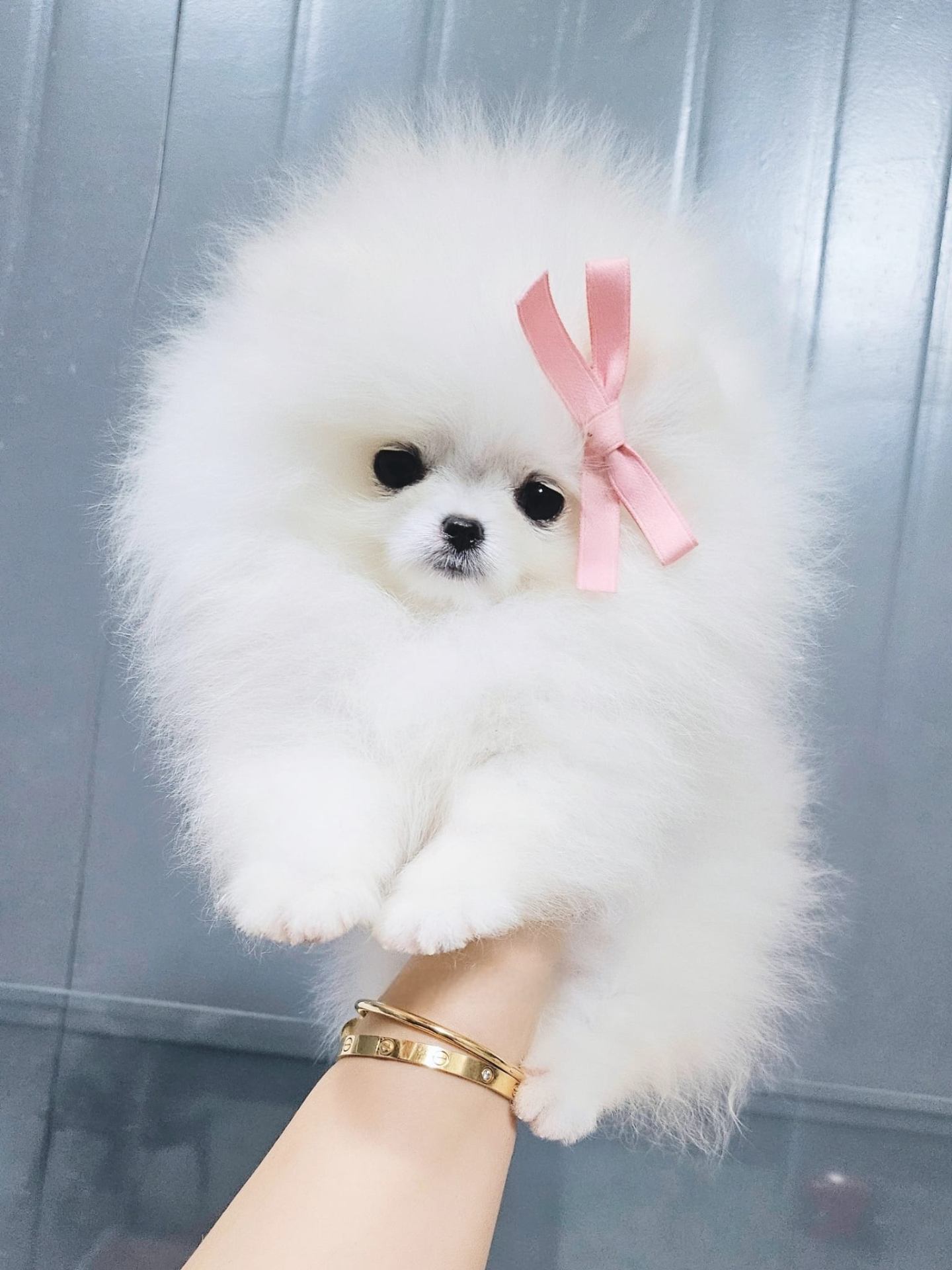 Sophia - Micro Teacup Pomeranian Puppy For Sale from Platinum Pups of Miami