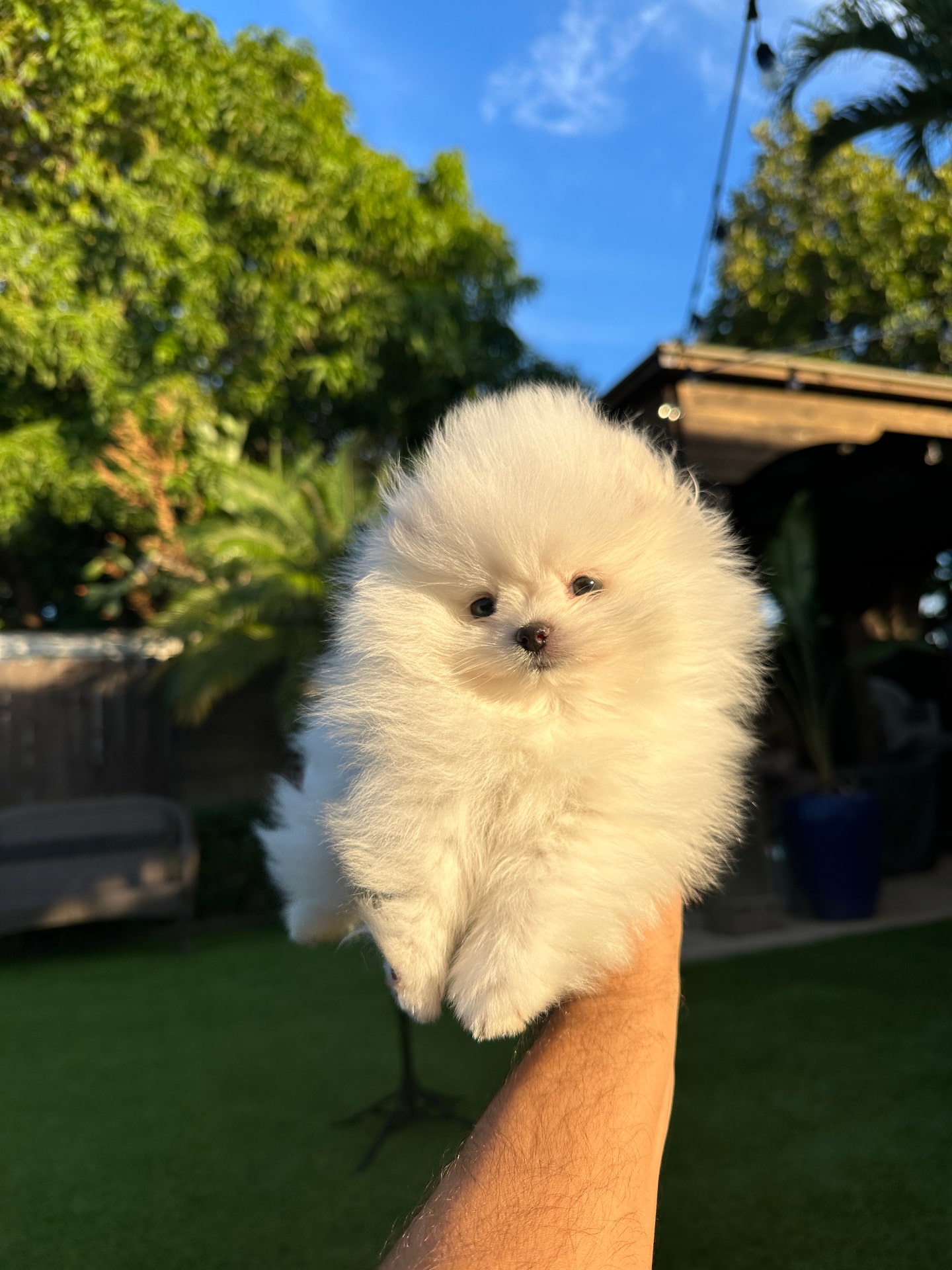 Sugar - Micro Teacup Pomeranian Puppy For Sale from Platinum Pups of Miami