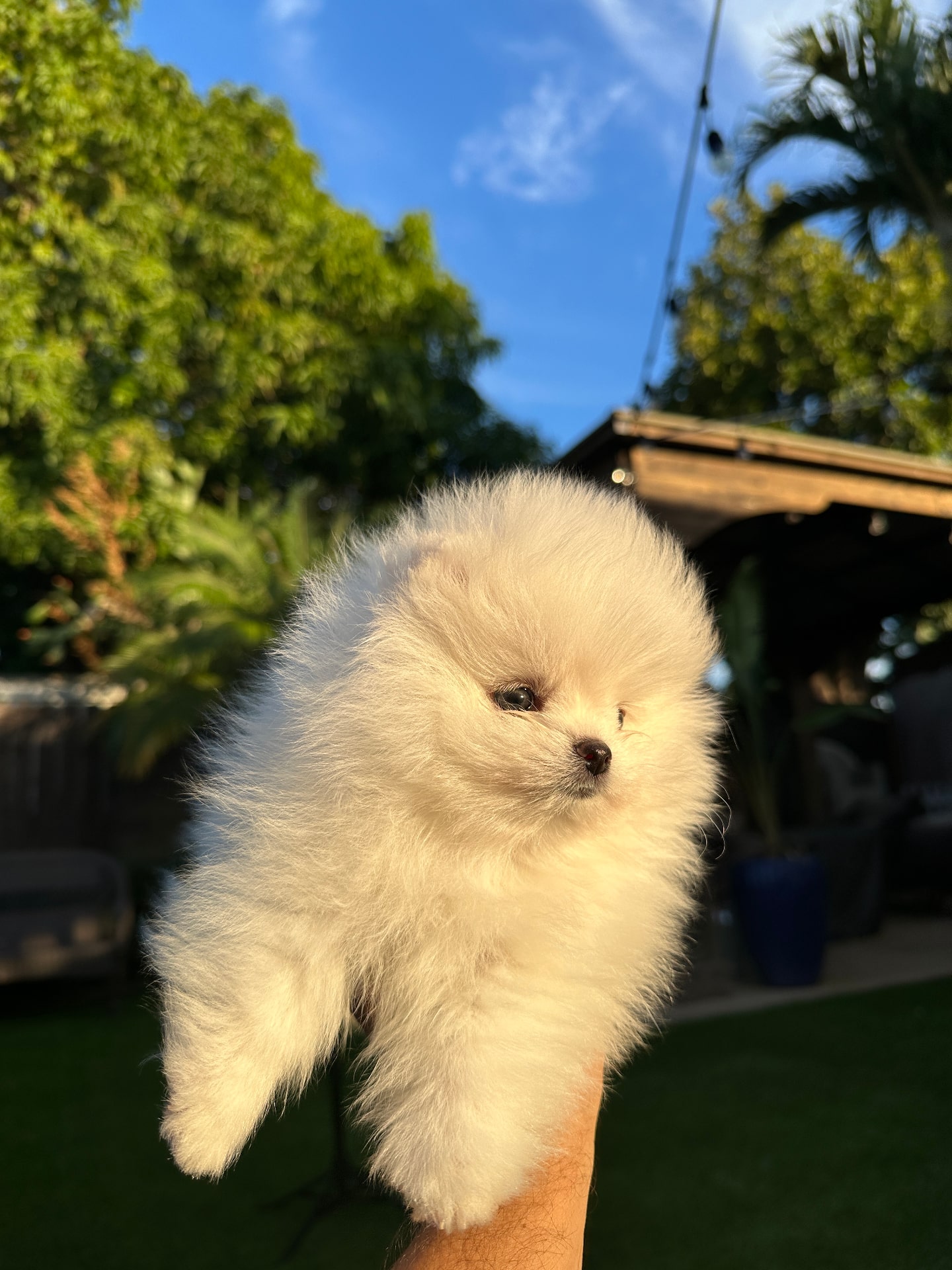 Sugar - Micro Teacup Pomeranian - Photo 2