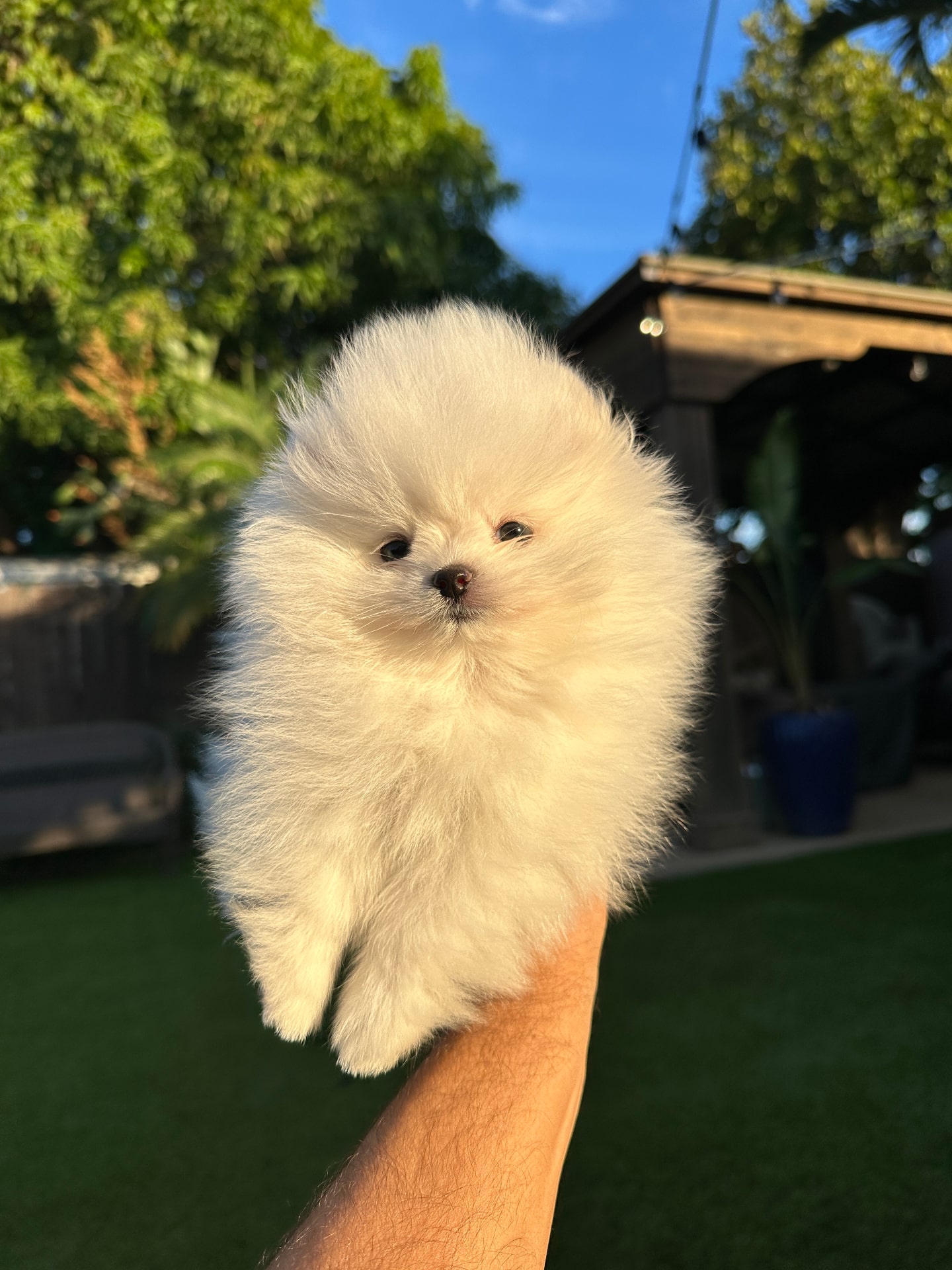 Sugar - Micro Teacup Pomeranian - Photo 3