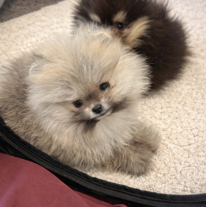Sunny - Micro Teacup Pomeranian Puppy For Sale from Platinum Pups of Miami